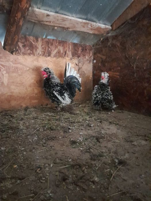 Vând sau Schimb pereche gaini pitice crete