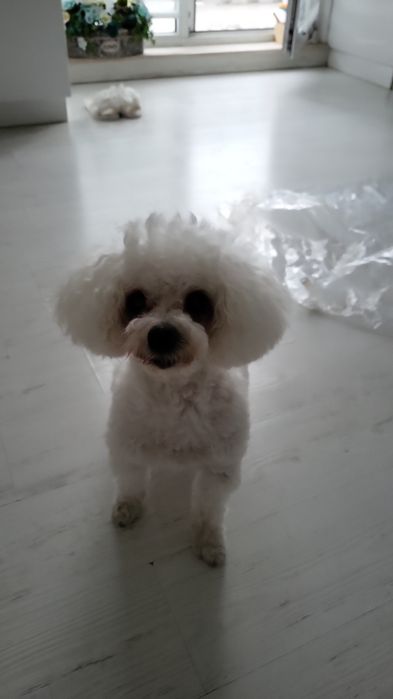 Ofer spre adoptie urgent, catel Bichon Bolognese