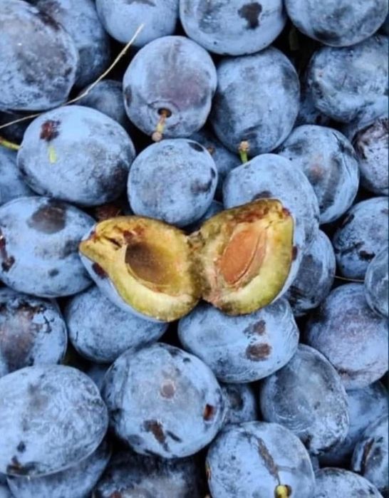 Vând prune de țuică bine coapte, dulci și aromate