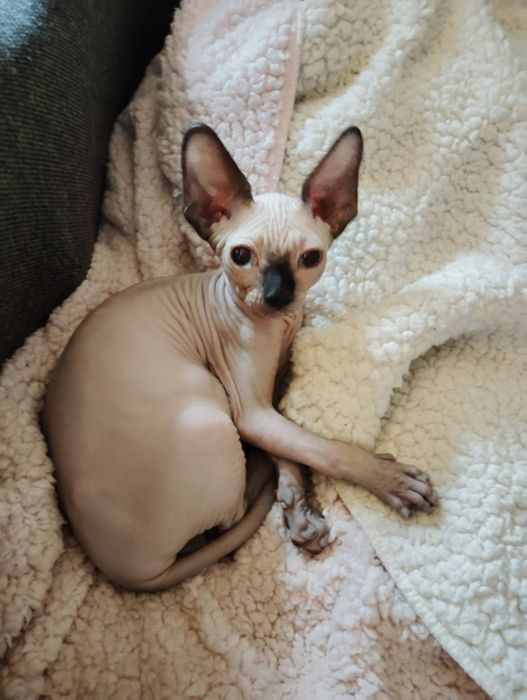 pui pisica rasa pura