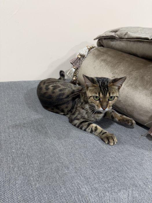 Bengal mushugi 1 yosh, qiz bola