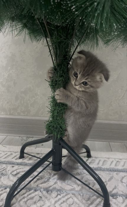 Кошка Скоттиш фолд