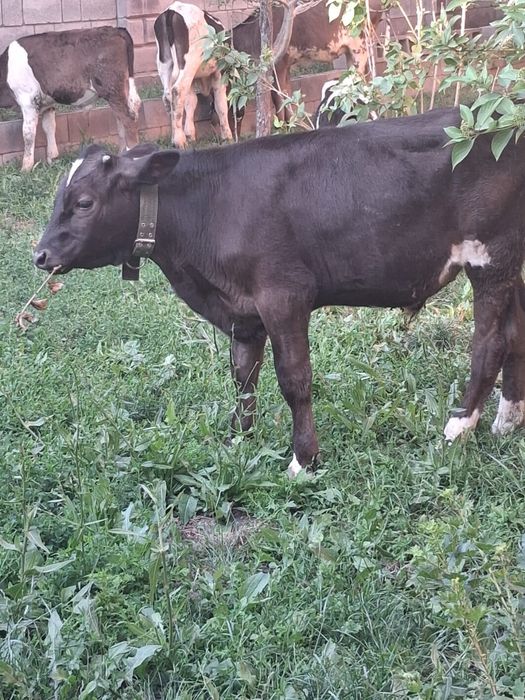 Продам телят, бычки