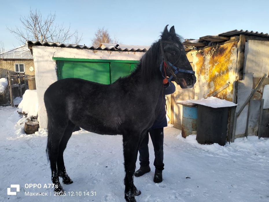 Продам Орловского жеребчика