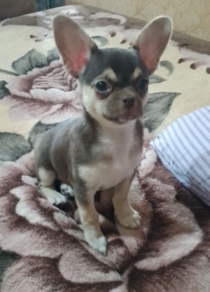 Продаются очаровательные щенки (девочки)чихуахуа, рожденные 5 января