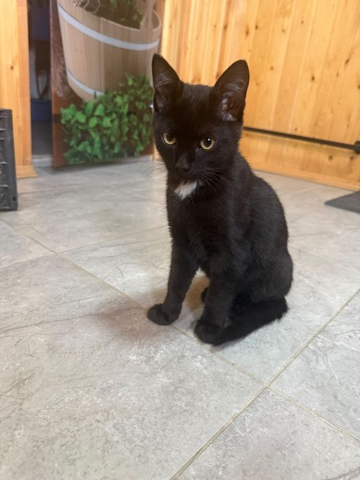 Отдам котенка в добрые руки