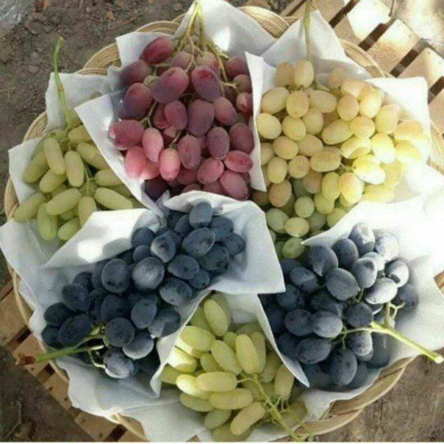 NAVI va SIFATI kafolatlangan, IN-VITRO usulida yetishtirilgan ushbu