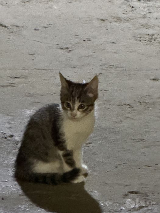 Отдам ДАРОМ котят