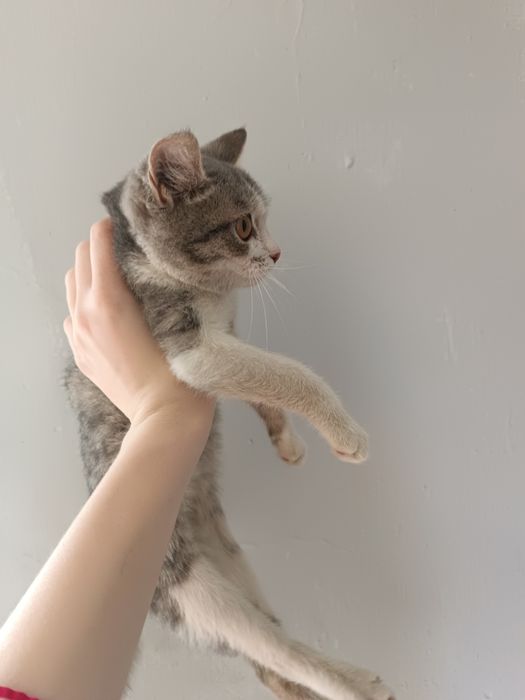 Бесплатно кошечка в добрые руки