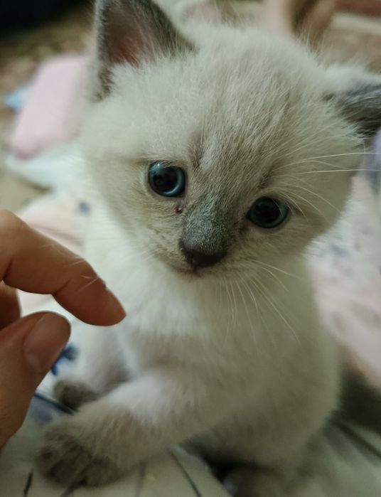 Котёнок продаётся