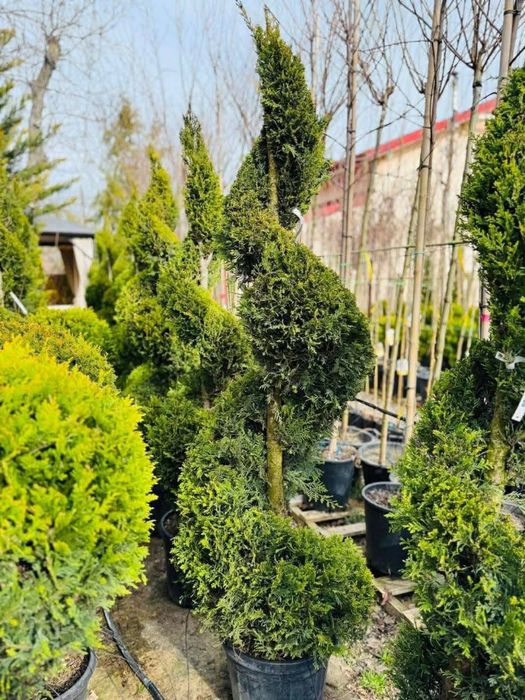 Vand plante ornamentale