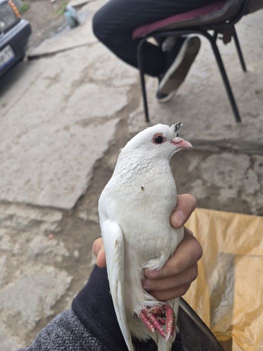 Голубей кептер сатылады