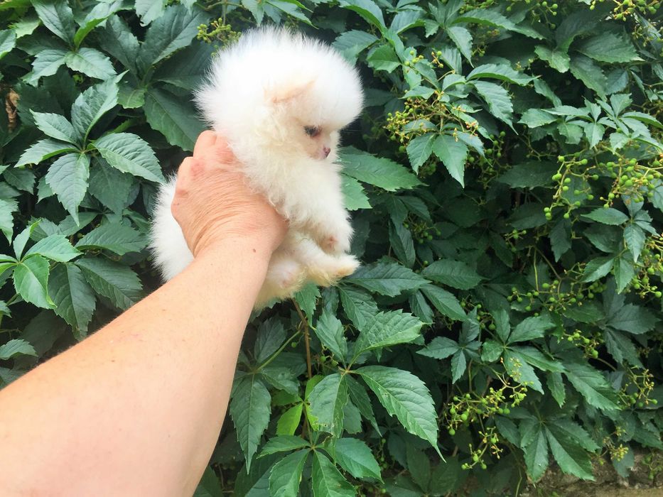 Померан мини Померанчета