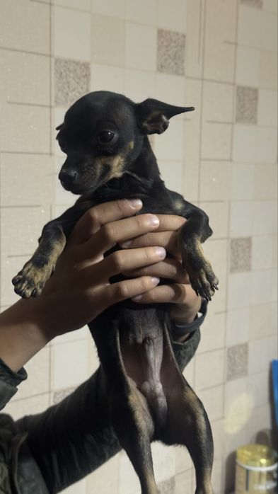 Цвергинчер мальчик