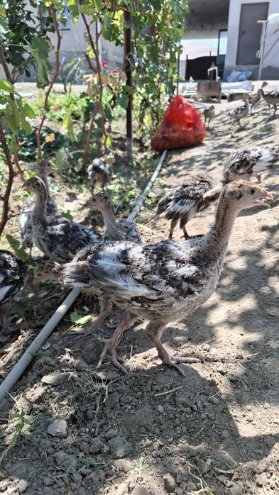 Индюшата Бронза 708 Франция