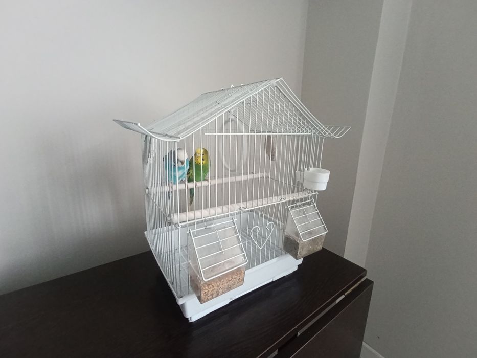 Продам попугаев  волнистые