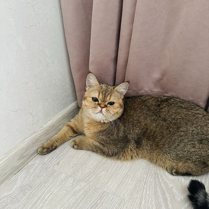 Золотая шиншила