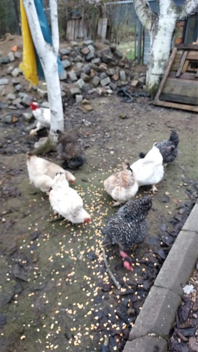 Vând găini si cocoș