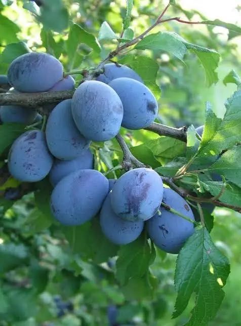 Продавам Сини Сливи