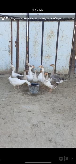G'ozlar sotiladi Buxoro