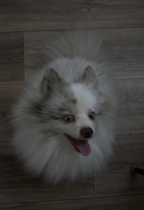 Немецкий шпиц кобель