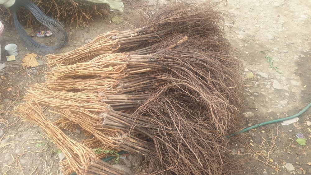 Butasi vita de vie si pomi fructiferi