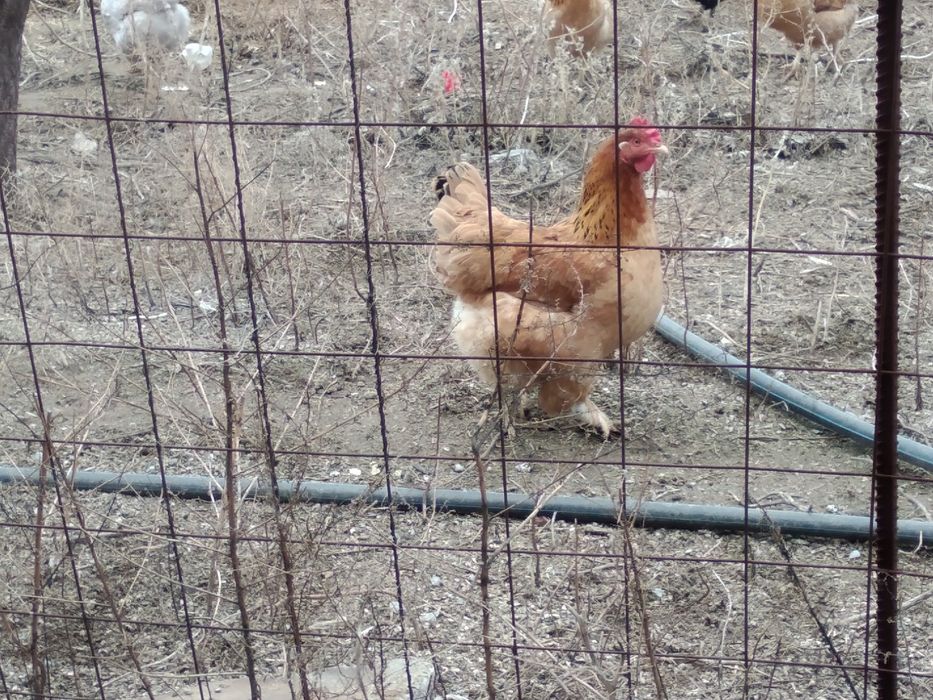 Яйца инкубaционные