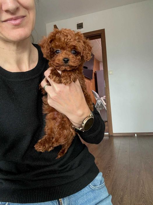 Пудел той момче