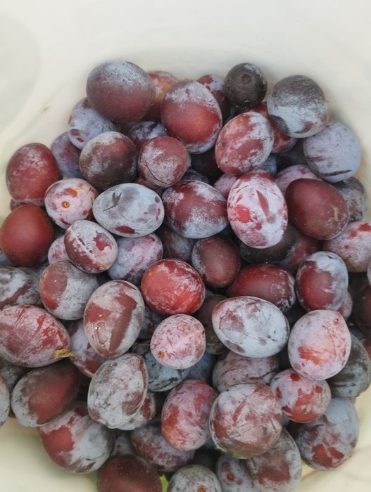 Продаю сливу домашнюю.