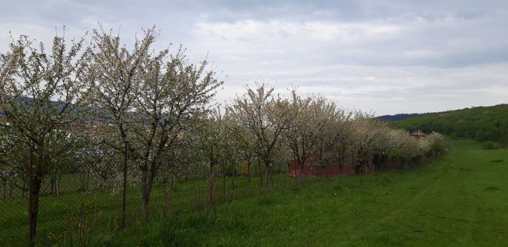 vand teren  intravilan  in centrul loc. Floresti