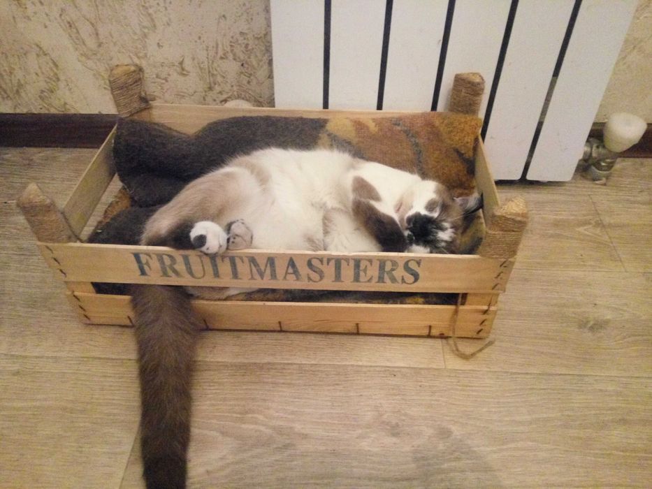 Потерялся кот болинез