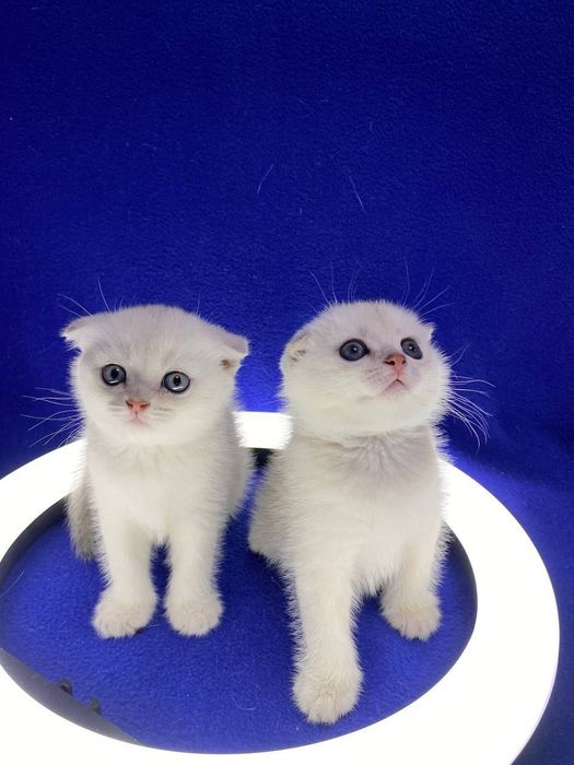 Продаются котята шотландской породы