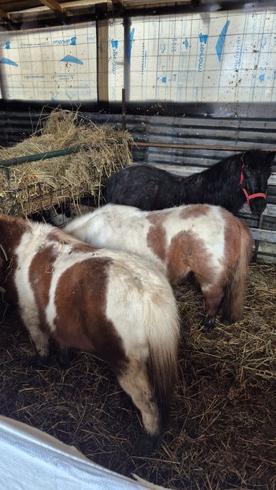 Ponei foarte cuminti folositi pt copii