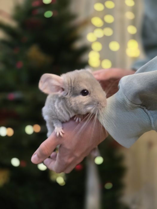 Продам шиншилл мальчиков.