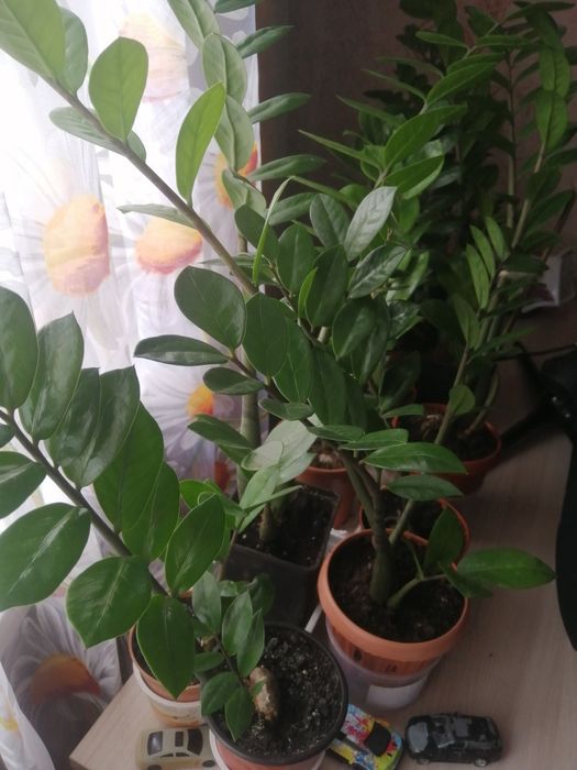 Цветок замиокулькас