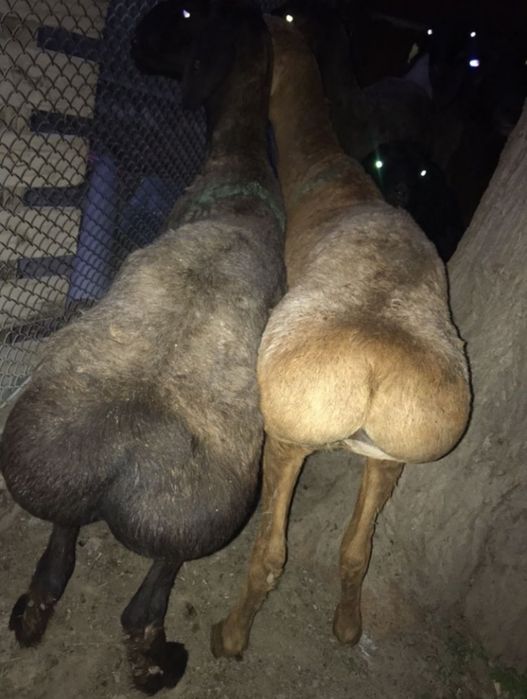 Семіз бағылған кой токтылар