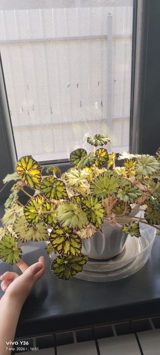 Комнатные  цветы