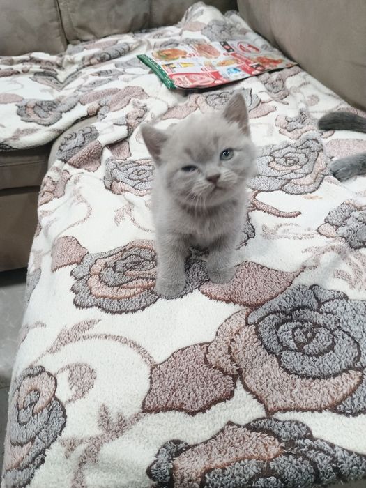 Мъжко коте Британска синя късокосместа