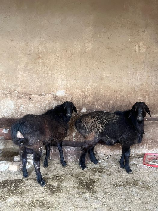 2 та қўзи қўчқор семиз