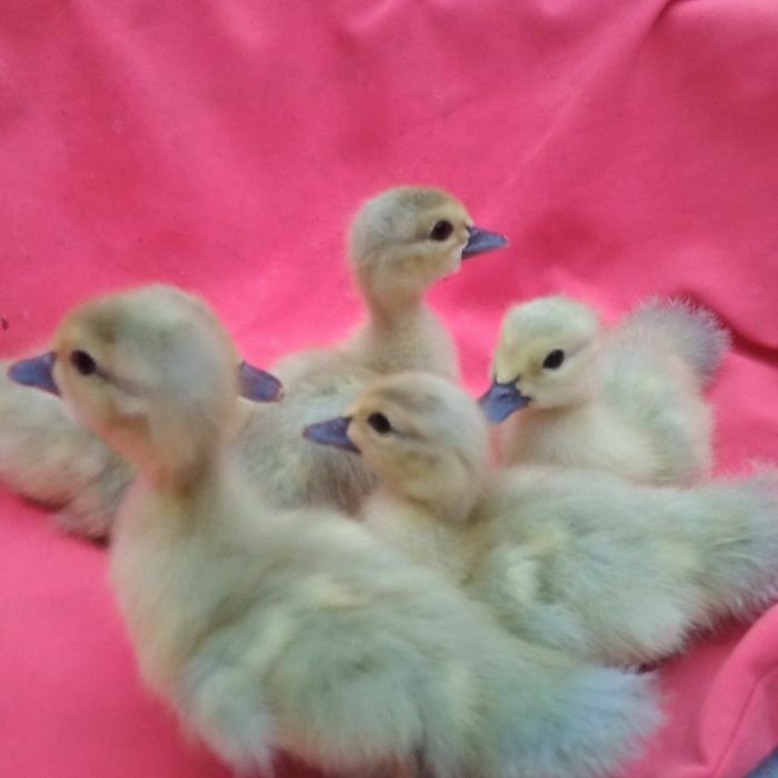 Индоутки крупных немецких пород