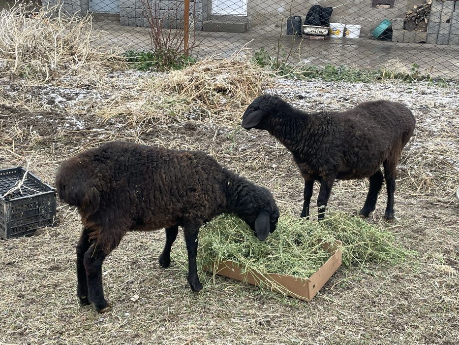 2 саулык 160 калада тур