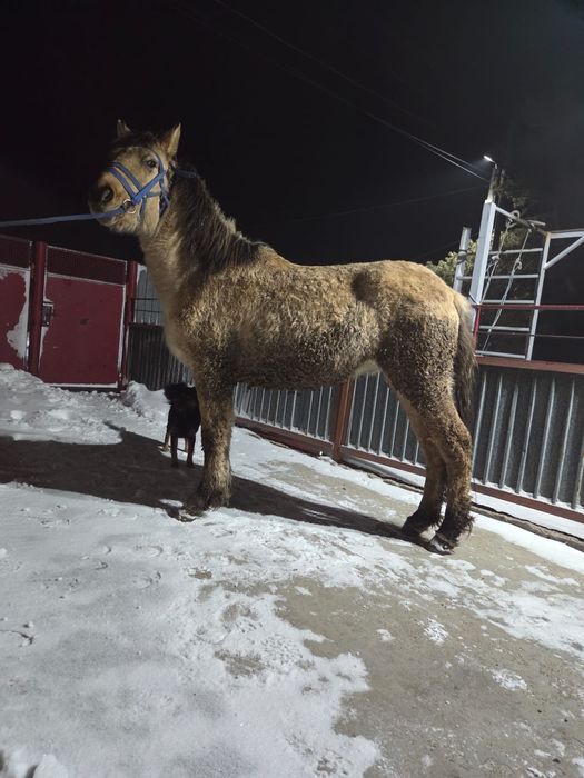 Продается тай (жеребчик)