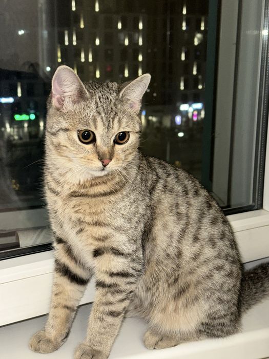 Британский котик ищет любящую семью! Отдам бесплатно в добрые руки.