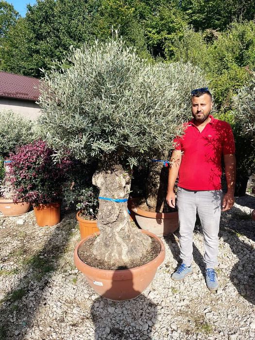 Maslin Batran Secular