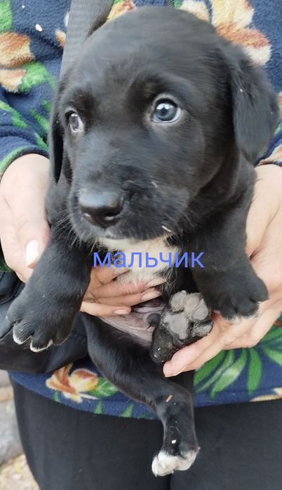 Щеночки ищут дом. Писать на ватсап.