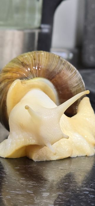 Отдам улиток Ахатины