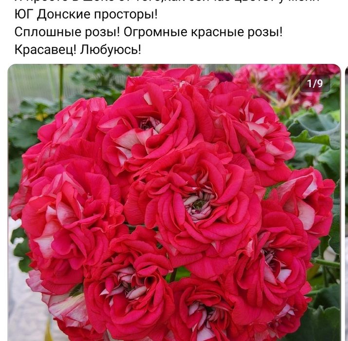 Пеларгония сортовая