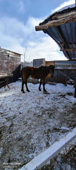 Продам жеребчиков жорга