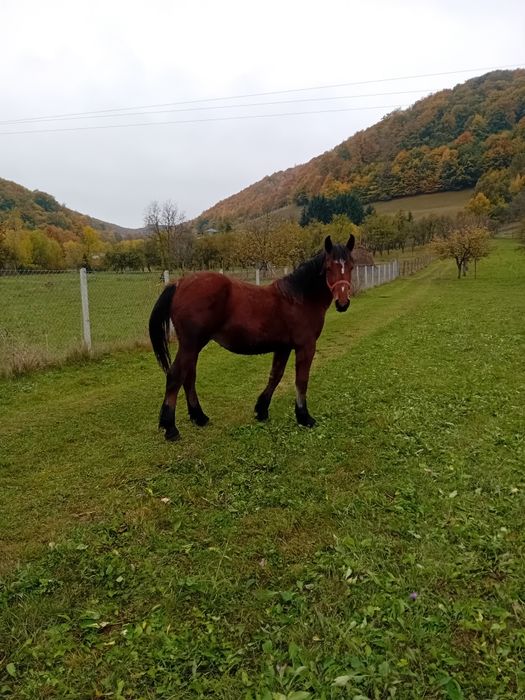 Armăsar de un an de vanzare