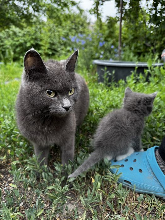 Отдам котят в добрые руки